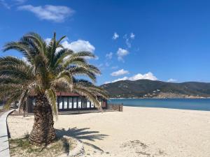 a palm tree on a beach next to the water at Moonlight Apartament in Campo nell'Elba