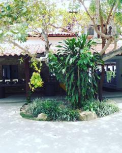 un pequeño árbol frente a un edificio en Flat Fazenda Monte Castelo-Ao lado da Piscina, en Gravatá