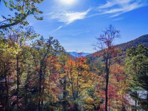 a view of a forest of trees in the fall at Rustic Timber in Montreat