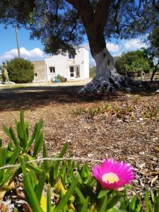 a pink flower in front of a tree at Il rifugio dell'Artista in Maruggio