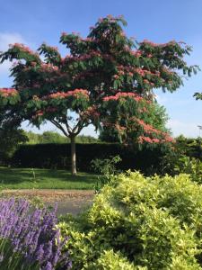 un arbre avec des fleurs roses dans un jardin dans l'établissement Fasthotel Saint-Amand-Montrond Orval, à Orval