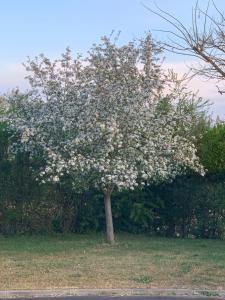 uma árvore com flores brancas num campo em Fasthotel Saint-Amand-Montrond Orval em Orval