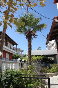 a palm tree in front of a building at Lena Studios in in Hanioti