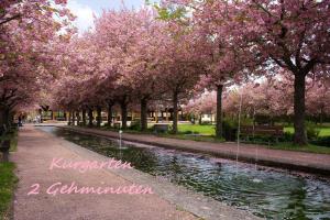 a park with trees with pink flowers and a pond at Haus Schmidt in Berchtesgaden