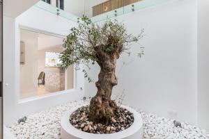 תמונה מהגלריה של Linda Boutique Hotel במרבייה
