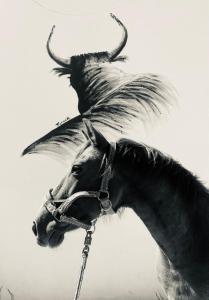 un cheval avec des cornes sur la tête avec dans l'établissement Gîtes Equestres Lou Caloun - Les Saintes Maries de la Mer, à Saintes-Maries-de-la-Mer