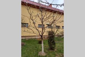 a tree in the grass in front of a building at Апартаменти в центрі Мукачева in Mukacheve