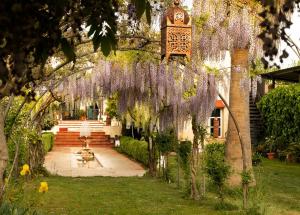 a garden with wisteria hanging from a tree at Hotel Rural Posada del Moro in Cazalla de la Sierra