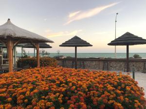 a field of flowers with umbrellas and the ocean at Shark Bay Seafront Apartments in Denham