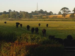 a herd of cows grazing in a field at Courtbrook Farm in Exeter +6 photos