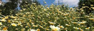 A garden outside Studio Views Apartment, Cortijo Fruitful Hills