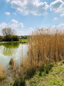 a body of water with tall grass next to it at Hotel Lehn in Nieder-Saulheim