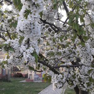 Zahrada ubytování B&B Il Pioppo E La Fonte