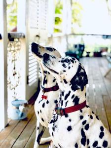 Pet or pets staying with guests at Redland BayBreeze