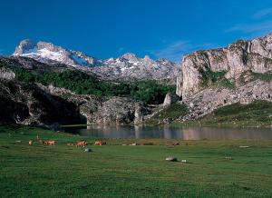 a herd of cows grazing in a field next to a mountain at Apartamento La Esperanza in Cangas de Onís