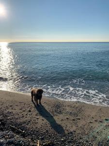 a dog walking on the beach near the water at French Riviera Deluxe near Nice airport in Cagnes-sur-Mer