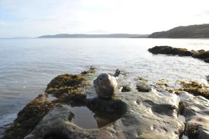 a seal sitting on a rock in the water at Beach View in Benllech