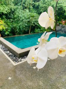 Bazén v ubytování Gek House Ubud Bali nebo v jeho okolí