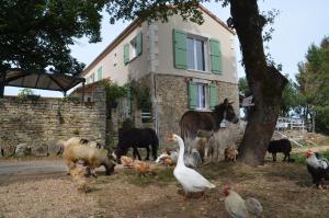 a group of animals standing in front of a house at La Ferme Des Vergnes in Gabillou +9 photos
