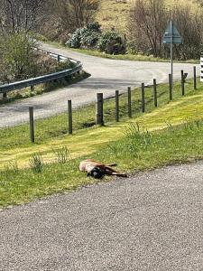 a dead animal laying on the side of a road at Loch Morar Private Suite in Mallaig