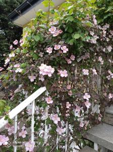 Imagen de la galería de The Yellow House, en Mataelpino