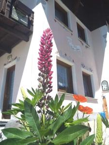 a purple flower in front of a building at Baita Stella Alpina in Livigno