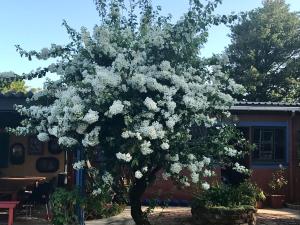 a tree with white flowers on it in a yard at Five Sisters in East London