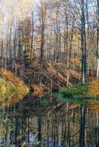 une réflexion des arbres dans une masse d'eau dans l'établissement Ferienhof Spiegel, à Hilders