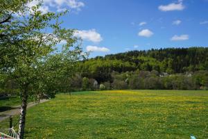 Un gran campo de hierba verde con un árbol en primer plano. en Appartement Rhönzimmer, en Findlos