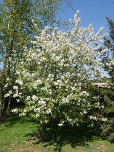 un árbol florido con flores blancas en un patio en Opale des Caps en Leubringhen