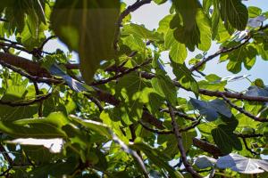 Zahrada ubytování Smokvica - Feigenbaum