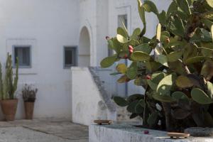 Zahrada ubytování Masseria Cimino