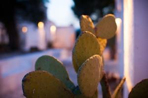 Fotografie z fotogalerie ubytování Masseria Cimino v destinaci Savelletri di Fasano
