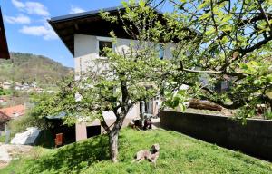 a dog running in the grass in front of a house at Bergmannhaus in Zagorje ob Savi