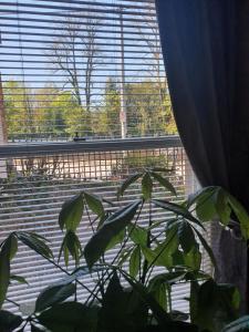 River View Apartment Suite的阳台或露台