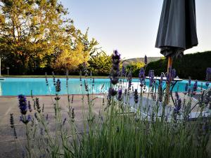 een parasol voor een zwembad met paarse bloemen bij Agriturismo grecinella in Casole dʼElsa