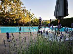 an umbrella in front of a pool with purple flowers at Agriturismo grecinella in Casole dʼElsa