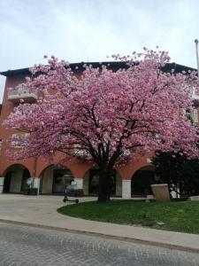 トレントにあるDante Rooms and Apartmentの建物前のピンクの花の木