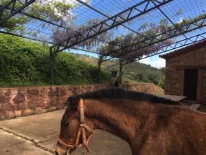 un cheval brun debout devant un bâtiment dans l'établissement Casa Rural Finca El Tornero, à Aracena