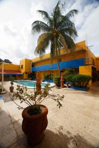 uma planta em um potenciômetro em frente a um edifício com uma palmeira em Hotel La Casona Real em Cozumel