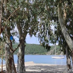 two trees with a sail boat in the water at Esin's Houses in Marmaris