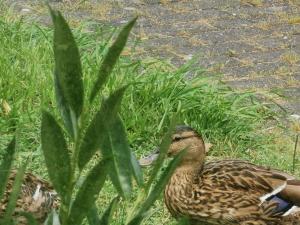 a duck sitting in the grass next to a plant at HR Cottage am Honigbach in Coesfeld