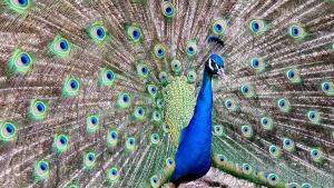 Billede fra billedgalleriet på Quinta de Santo Estêvão Hotel Rural i Aguiar da Beira