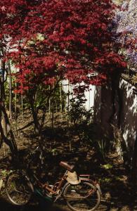 ein Fahrrad unter einem Baum mit roten Blumen geparkt in der Unterkunft Casa Barbabuc in Novello