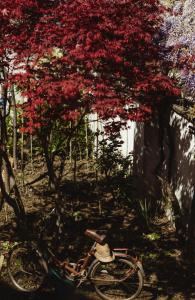 a bike parked under a tree with red flowers at Casa Barbabuc in Novello