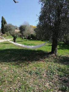 una hamaca está atada a un árbol en un campo en Studio au milieu d une oliveraie Le Mas de la huppe, en Tourrettes-sur-Loup