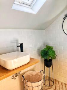 a bathroom with a sink and a plant on a shelf at Vila Aldor in Bran