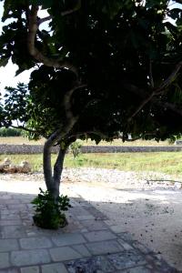 un albero seduto su un marciapiede accanto a un campo di Palacca, trullo salentino ad Andrano