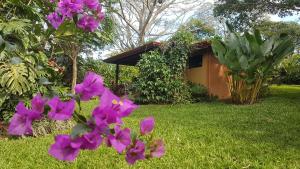 阿拉胡埃拉的住宿－塔卡科里生態旅舍，一座花园,在房子前面种有紫色的花朵