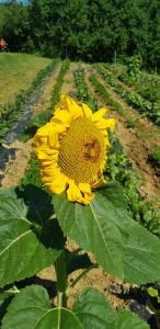 Foto dalla galleria di Bioagriturismo Poderaccio a Incisa in Valdarno